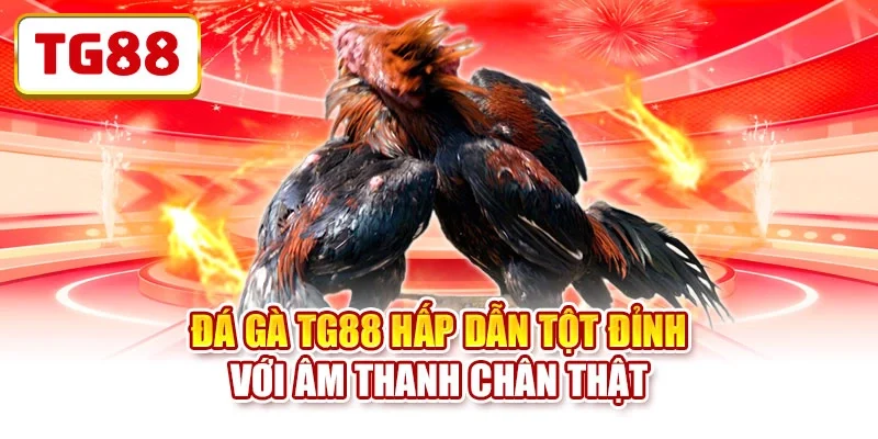 Đá gà TG88 hấp dẫn tột đỉnh với âm thanh chân thật Đá gà TG88 hấp dẫn tột đỉnh với âm thanh chân thật
