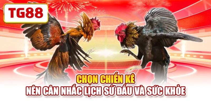 Chọn chiến kê nên cân nhắc lịch sử đấu và sức khỏe Chọn chiến kê nên cân nhắc lịch sử đấu và sức khỏe